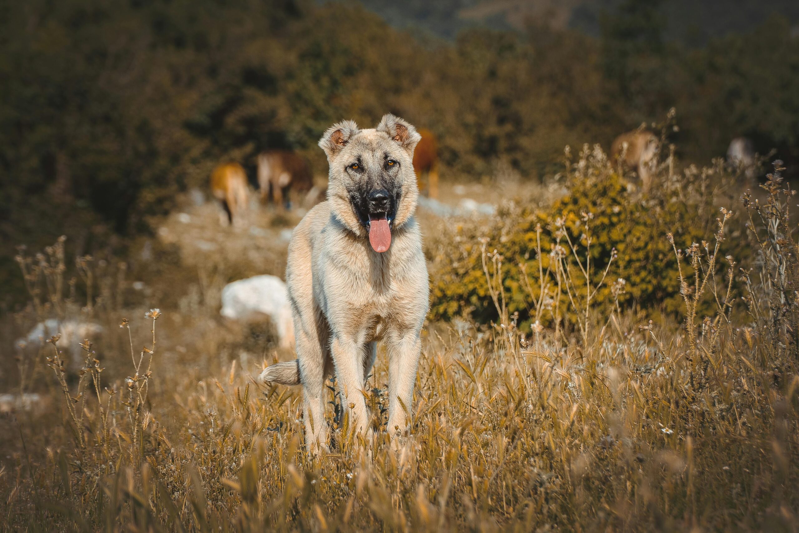 Actividades Adecuadas Para El Kangal Claves Para Un Guardi N