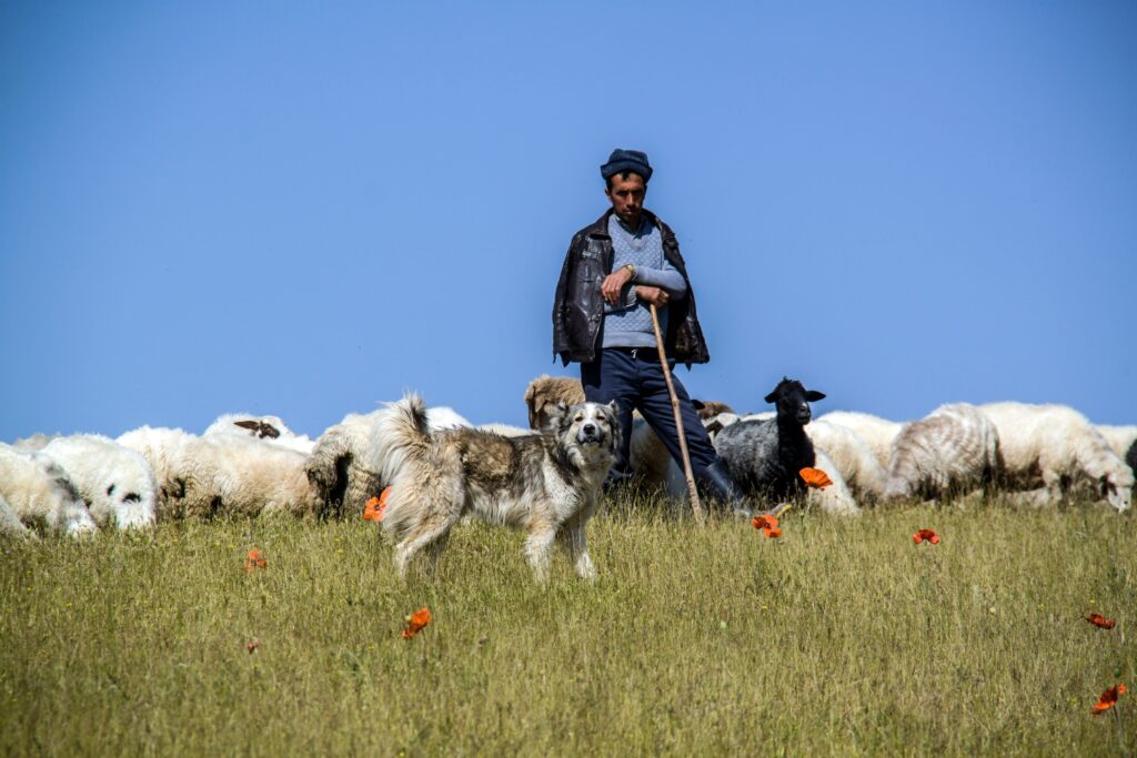 Actividades border collie: pastoreo
