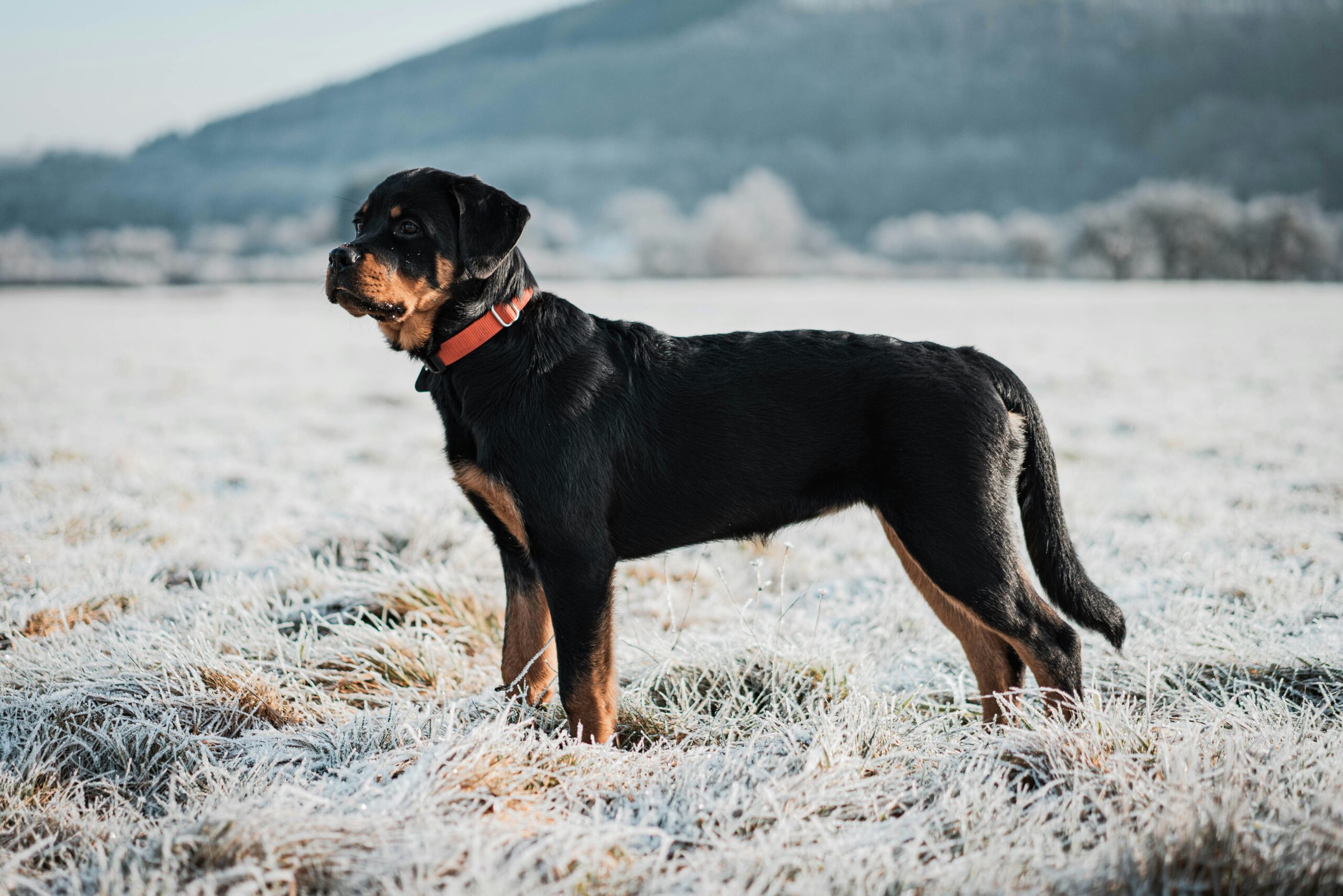El Rottweiler Origen del rottweiler: robustos guardianes de ganado - Perro.es