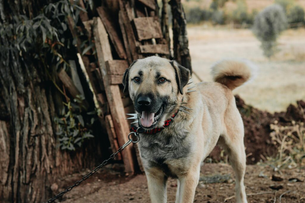 Kangal Turco Histora Y Origen De Una Raza Fascinante Perro es