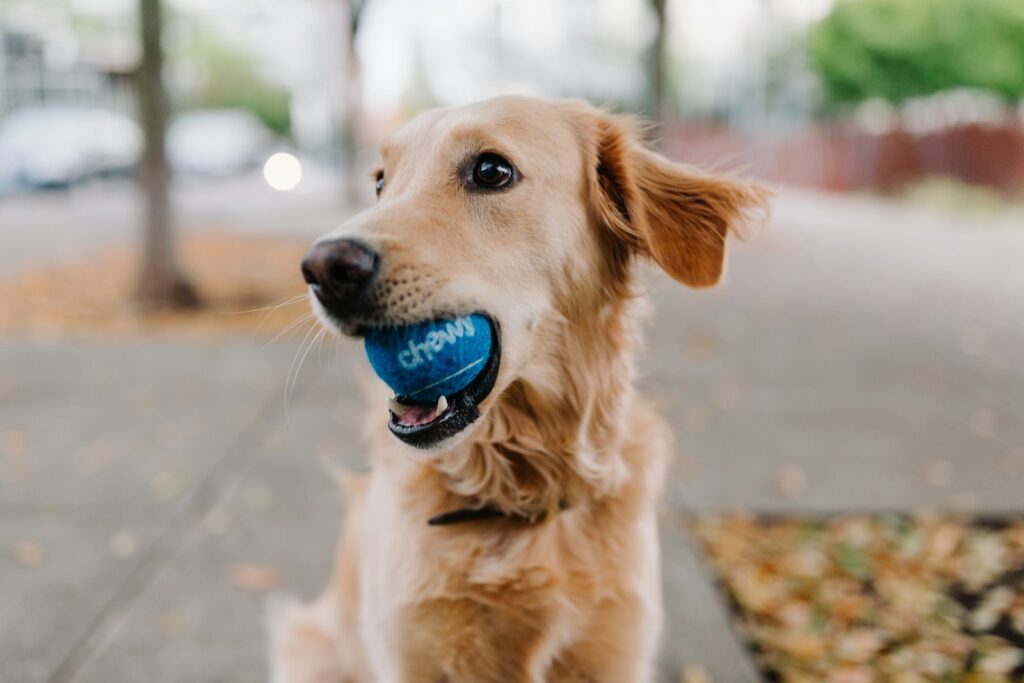 Labrador con pelota