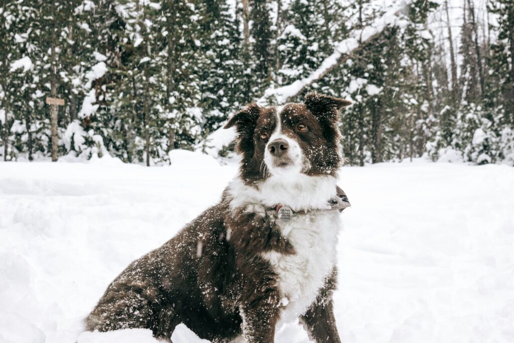 Perro pastor australiano en la nieve