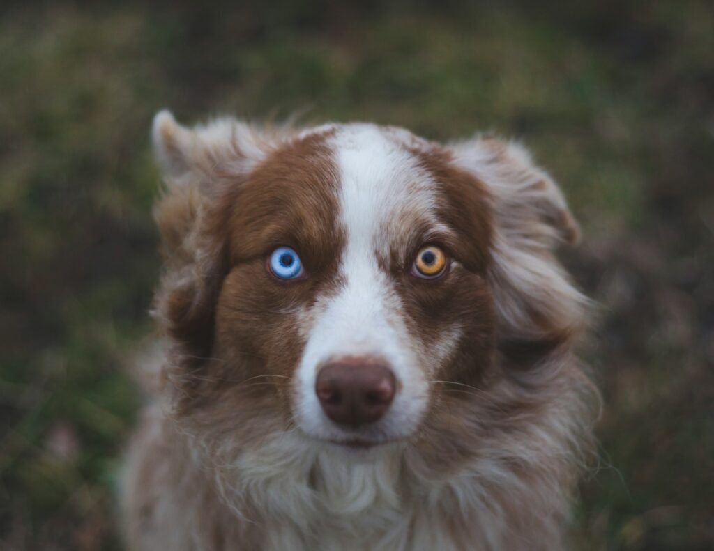 Perro pastor australiano con asombrosos ojos