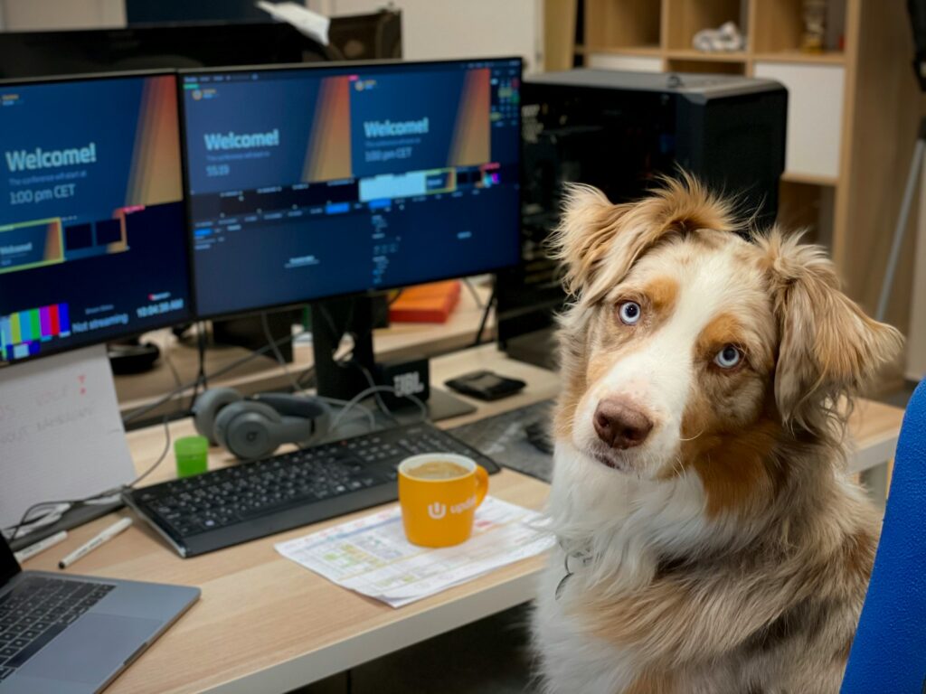 Perro pastor australiano en una mesa de trabajo