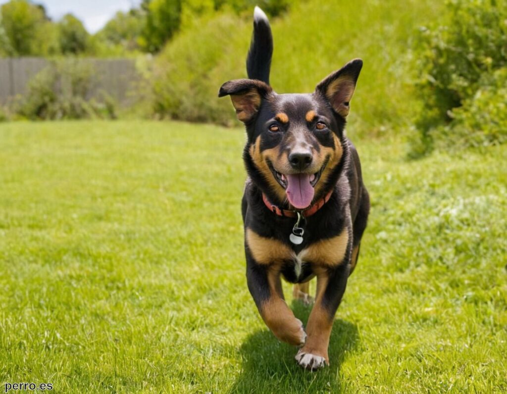 ¿Cómo evitar que nuestro perro orine en casa?